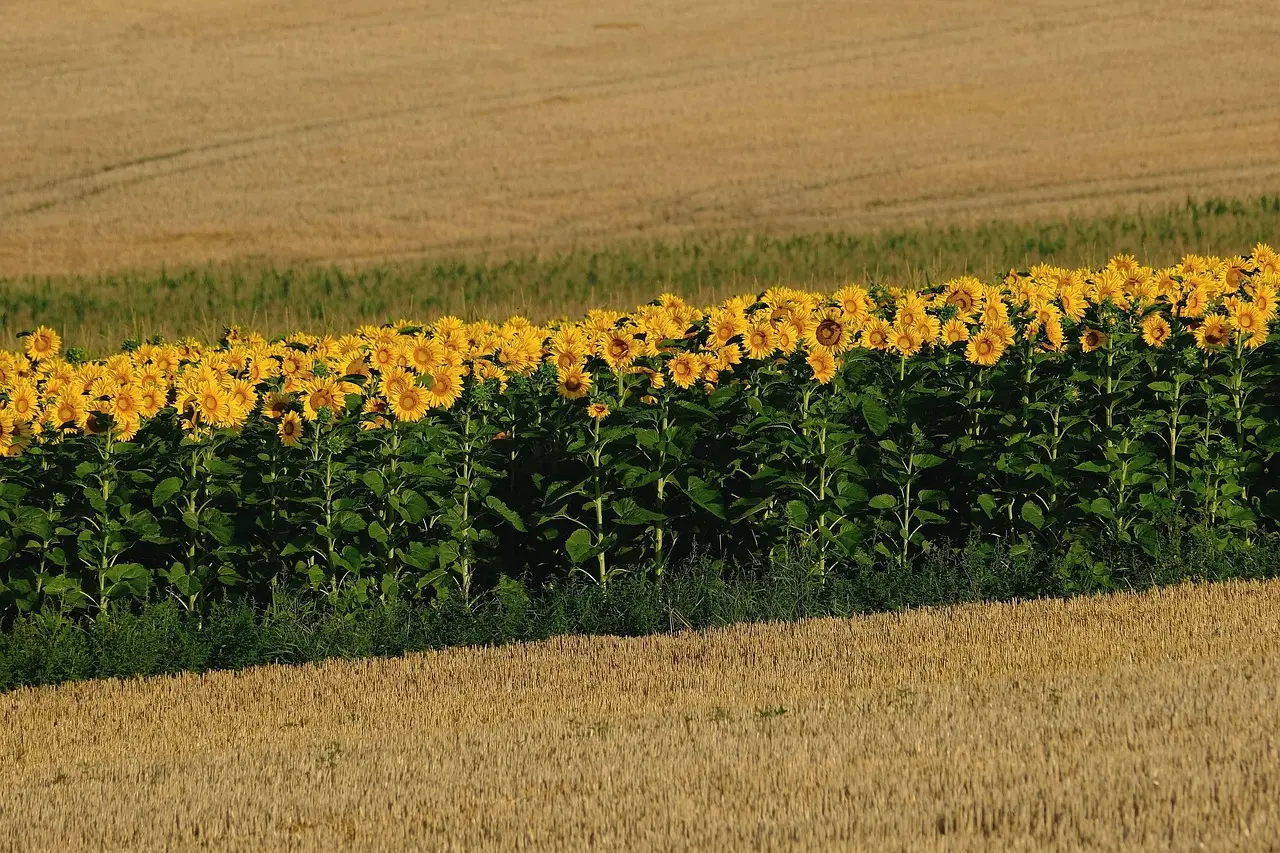 How to Launch a Successful Career in Agriculture